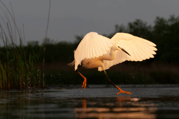istock Little Egret, Egretta garzetta 1809036177
