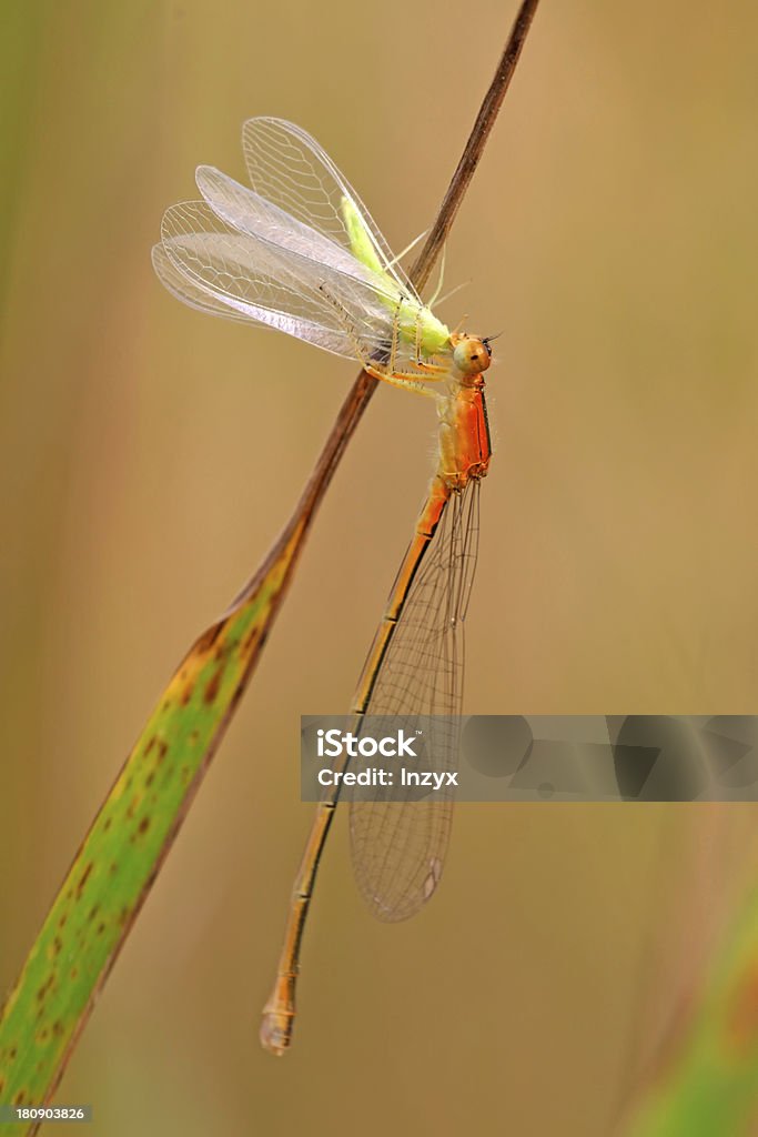 predator damselflies predator damselflies in the wild Animal Stock Photo