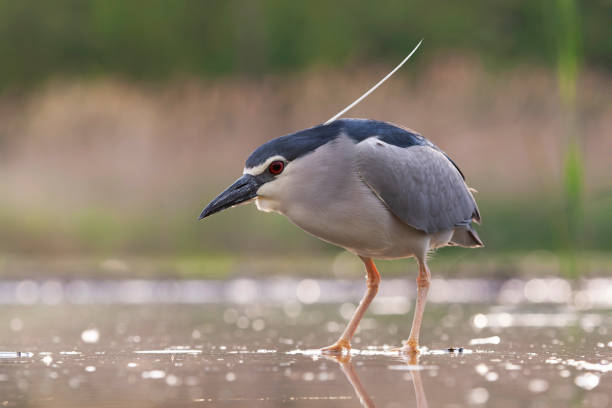 istock Black-crowned Night Heron, Nycticorax nycticorax 1809040384