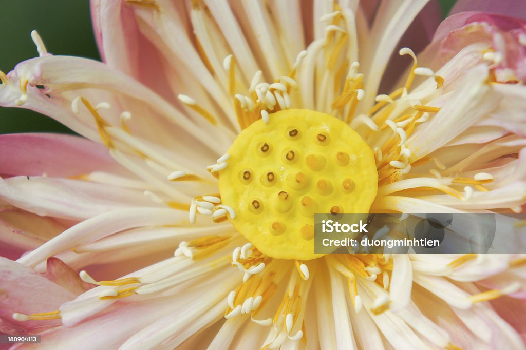 Flor de lótus com stamens amarelo - Royalty-free Ao Ar Livre Foto de stock