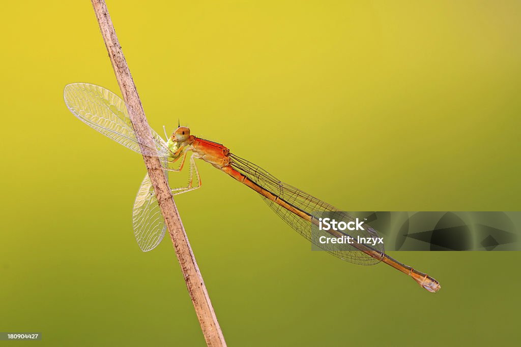 predator damselflies predator damselflies in the wild Animal Stock Photo