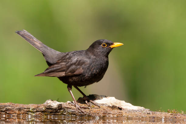 istock Eurasian Blackbird, Turdus merula 1809046576