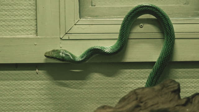 Green snake climbing onto window pane