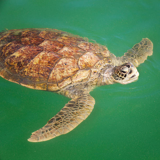 istock Sea Turtle in the Caribbean 180904947