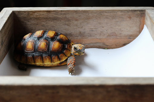 Cute small baby Red-foot Tortoise in the nature,The red-footed tortoise (Chelonoidis carbonarius) is a species of tortoise from northern South America