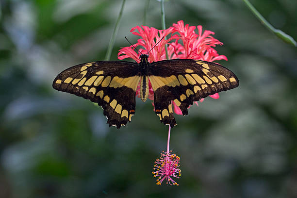 Completed Soft Touchdown Butterfly on red flower collorful stock pictures, royalty-free photos & images