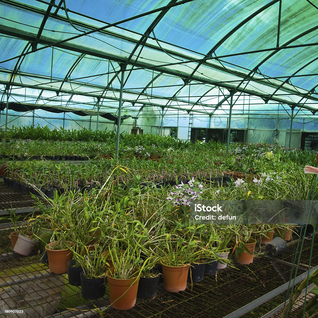 green house Orquídea flor Berçário - Foto de stock de Agricultura royalty-free