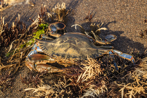 A Crab of the genus Callinectes is stranded on the beach after the tide goes out on Casitas beach in Costa Esmeralda.