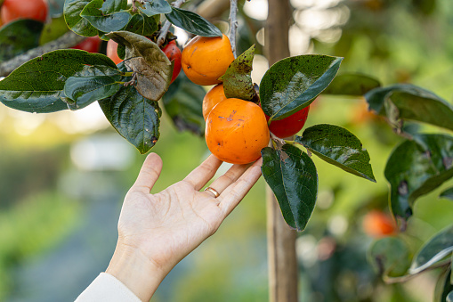 woman hands cutting picking ripe persimmons fruit hanging on tree in Dalat, Vietnam. Travel lifestyle concept