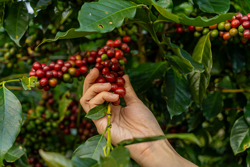 arabica coffee berries with agriculturist hands, robusta and arabica coffee berries with woman hands in Vietnam. Agriculture and nature background