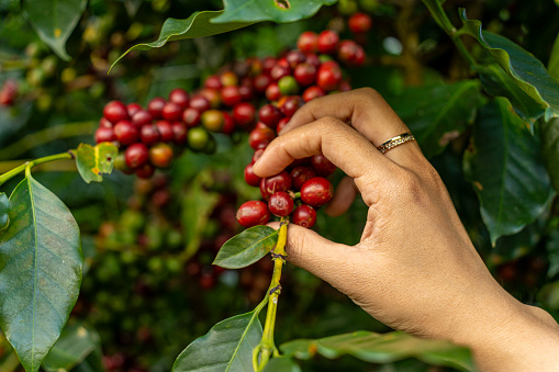 arabica coffee berries with agriculturist hands, robusta and arabica coffee berries with woman hands in Vietnam. Agriculture and nature background
