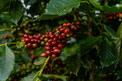 Coffee beans ripening, fresh coffee, red berry branch, industry agriculture on tree in Vietnam. Agriculture and nature background