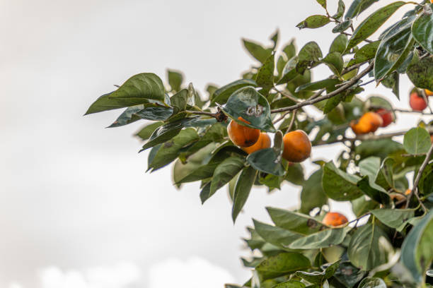 Persimmon tree fresh fruit that is ripened hanging on the branches in plant garden. Juicy fruit and ripe fruit with persimmon trees lovely crisp juicy sweet in Dalat city, Vietnam. Selective focus