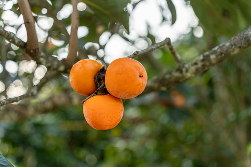 Persimmon tree fresh fruit that is ripened hanging on the branches in plant garden. Juicy fruit and ripe fruit with persimmon trees lovely crisp juicy sweet in Dalat city, Vietnam. Selective focus