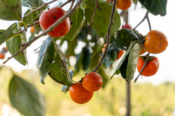 istock Persimmon tree fresh fruit that is ripened hanging on the branches in plant garden. Juicy fruit and ripe fruit with persimmon trees lovely crisp juicy sweet in Dalat city, Vietnam 1809072189