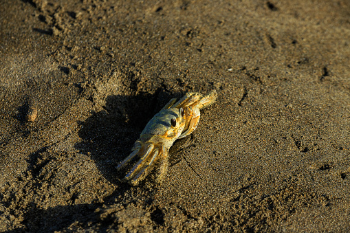 This is a very abundant species of crab along the entire Atlantic coast. It is a crustacean that is easily confused with sand with which it can have excellent camouflage.