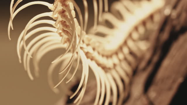 Skeleton of reticulate python