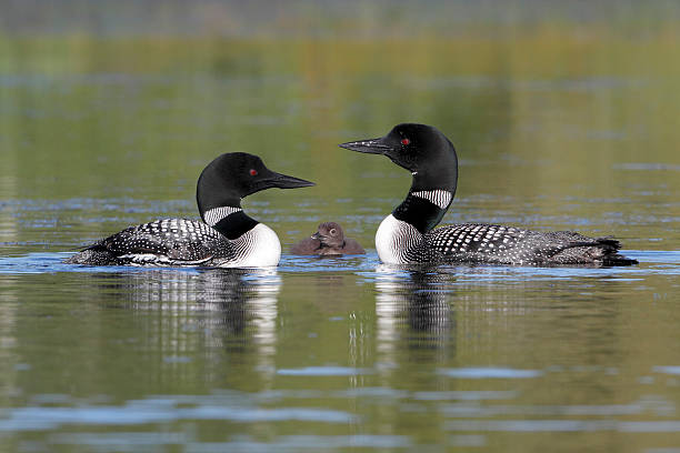 Pair of Common Loons Keeping Watch Over Their Baby Pair of Common Loons (Gavia immer) Keeping Watch Over Their Baby - Haliburton, Ontario loon bird stock pictures, royalty-free photos & images