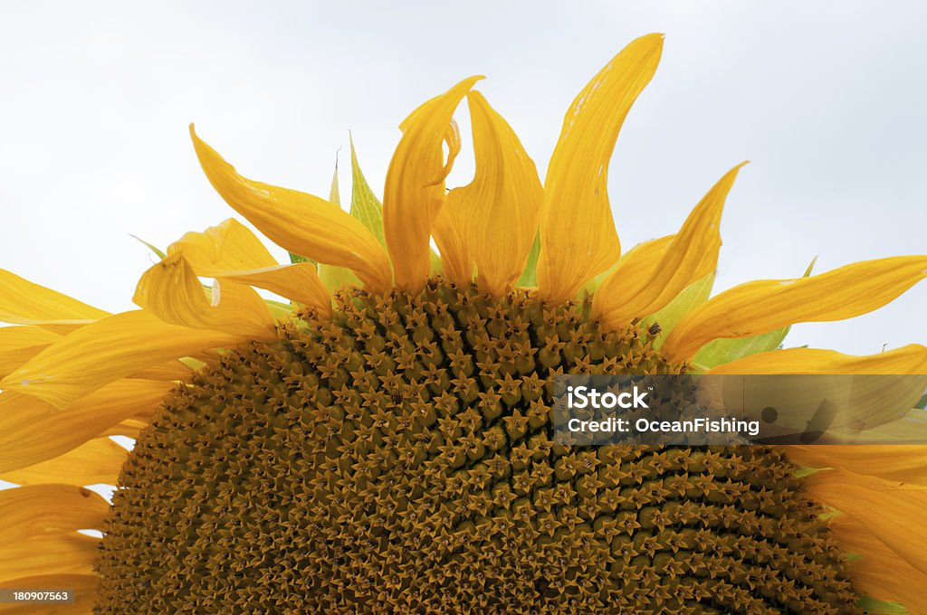 sunflowe Beautiful yellow sunflower in the sun Beauty In Nature Stock Photo