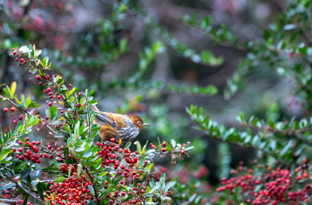 istock A Taiwan Barwing stands on a pyracantha branch covered with red berries. 1809077513