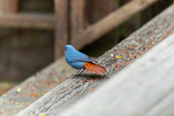 A Plumbeous Redstart(Phoenicurus fuliginosus) stands on a wooden windowsill. Sun-Link-Sea Forest and Nature Resort in Nantou County, Taiwan.