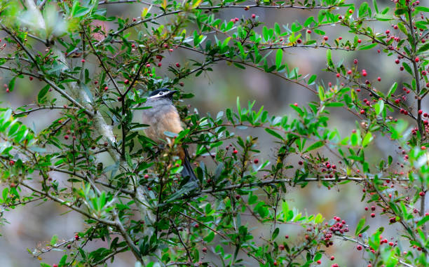 istock A White-eared Sibia stands on a pyracantha branch covered with red berries. 1809077552