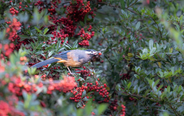 istock A White-eared Sibia stands on a pyracantha branch covered with red berries. 1809077571
