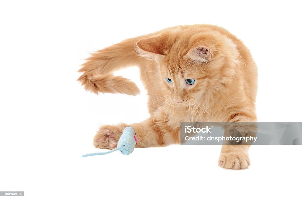 Orange Chaton jouant avec jouet souris - Photo de Agression libre de droits