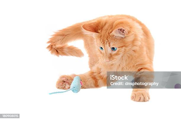 Photo libre de droit de Orange Chaton Jouant Avec Jouet Souris banque d'images et plus d'images libres de droit de Agression - Agression, Animaux de compagnie, Animaux domestiques