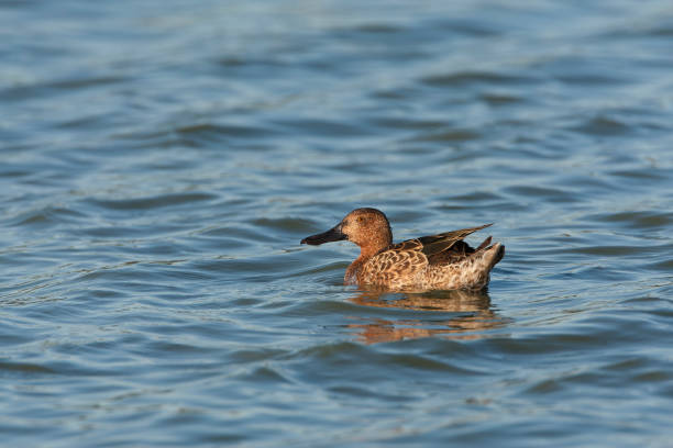 istock Cinnamon Teal (Anas cyanoptera) swimming in autumn plumage 1809082413