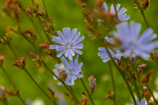 Large chicory flowers on a semi-blurred background.