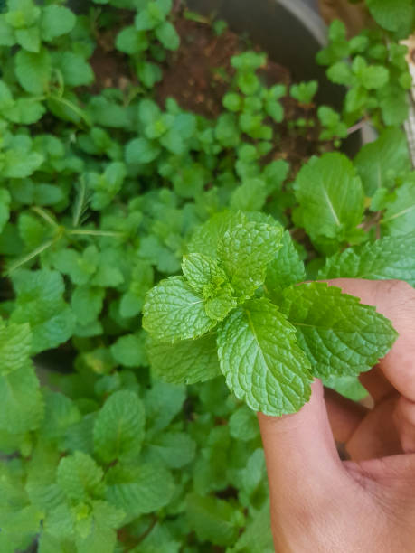 istock Hand put peppermint leaves from its plant 1809087915