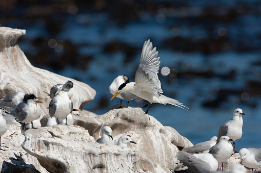 Greater Crested Tern, Thalasseus bergii, in South Africa. Along the West coast. Landing on rock with Haurtlaub's Gulls (Chroicocephalus hartlaubii).