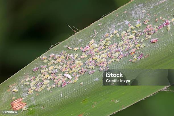 Aphids Stockfoto und mehr Bilder von Angst - Angst, Biologie, Blatt - Pflanzenbestandteile