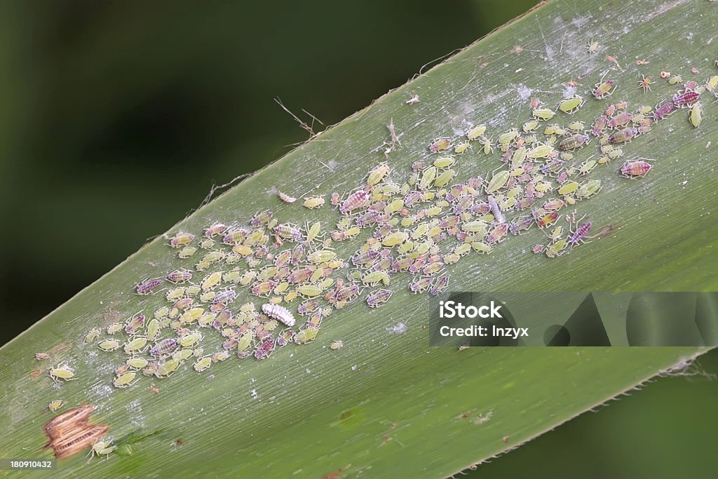 aphids - Royalty-free Afídeo Foto de stock