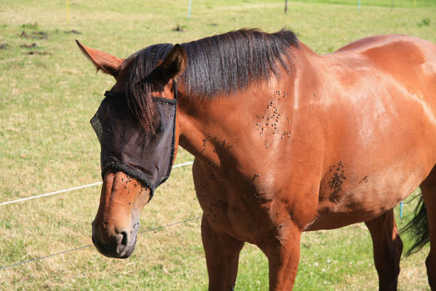 istock brown horse attacked by flies 180910496
