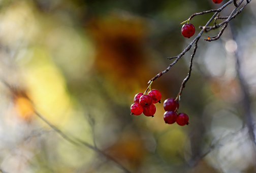 Ripe red berries of Alpine currant growing wild in forest