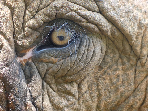Closeup picture of an elephant eye,village of elephant at Surin province,Northeastern of Thailand.