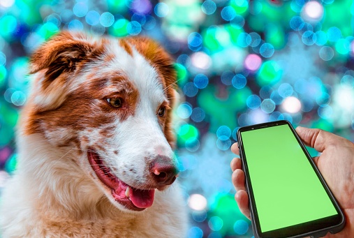 A happy dog looking at a cellphone screen with a vibrant Christmas-themed blurred background.