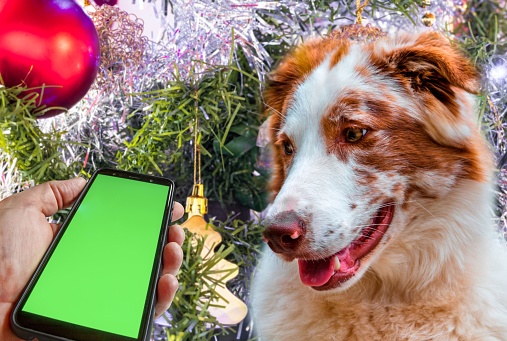 A happy dog looking at a cellphone screen with a vibrant Christmas-themed background.