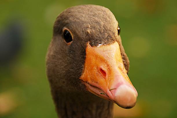 Duck close up stock photo