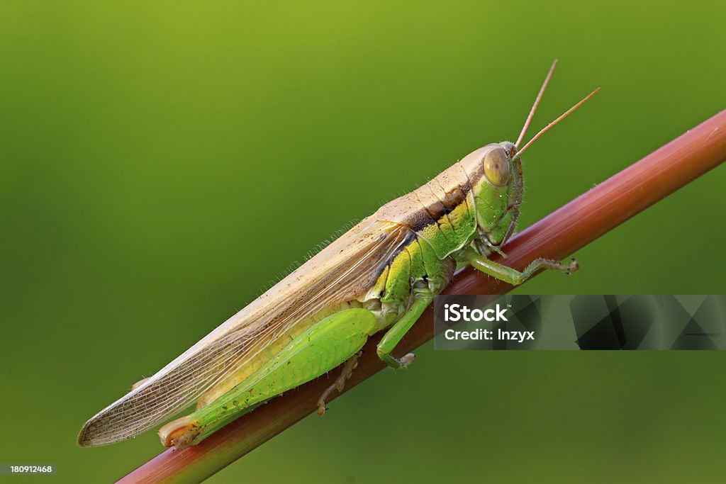 oxya à espreita na planta popa - Foto de stock de Animal royalty-free