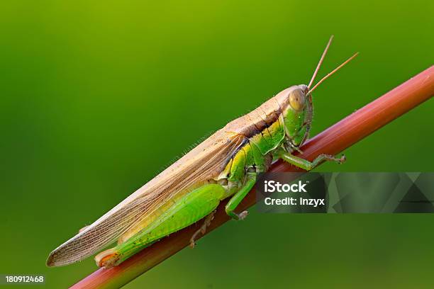 Foto de Oxya À Espreita Na Planta Popa e mais fotos de stock de Animal - Animal, Animal selvagem, Atividade Imóvel