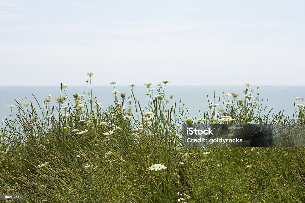 field flowers by lake Erie wild field flowers blow gently in the wind on Lake Erie Agricultural Field Stock Photo