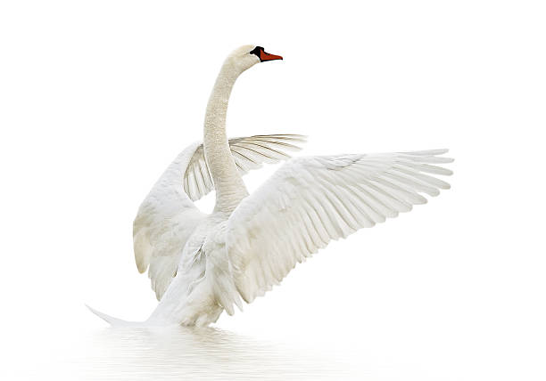 swan auf dem wasser. - artificial wing fotos stock-fotos und bilder