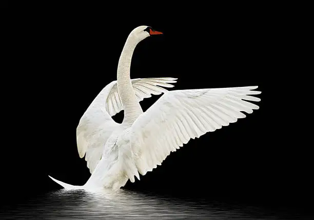 Photo of Swan on the water.