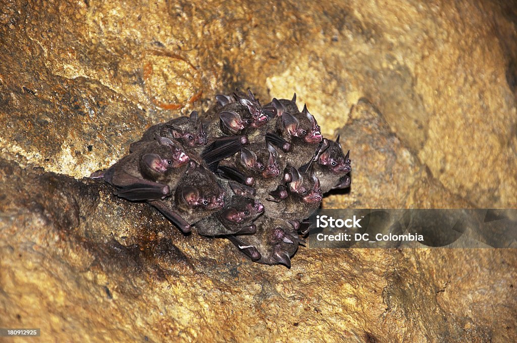 Bats In A Cave Stock Photo Biology Diagrams