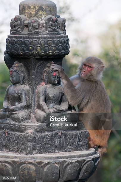 Monkey Stockfoto und mehr Bilder von Affe - Affe, Affengott, Asien