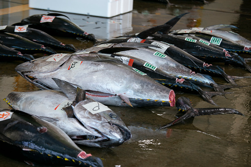 Nachikatsuura, Japan; 1st October 2023: Fishermen and buyers at tuna fish auction at Katsuura Fish Port early in the morning.