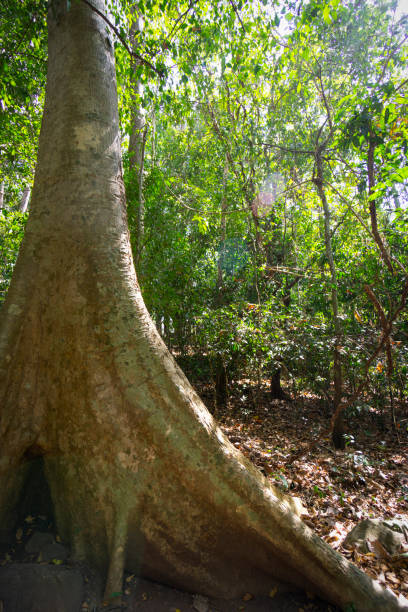 istock Tropical jungle rainforest roots with unique shapes patterns and textures 1809148928